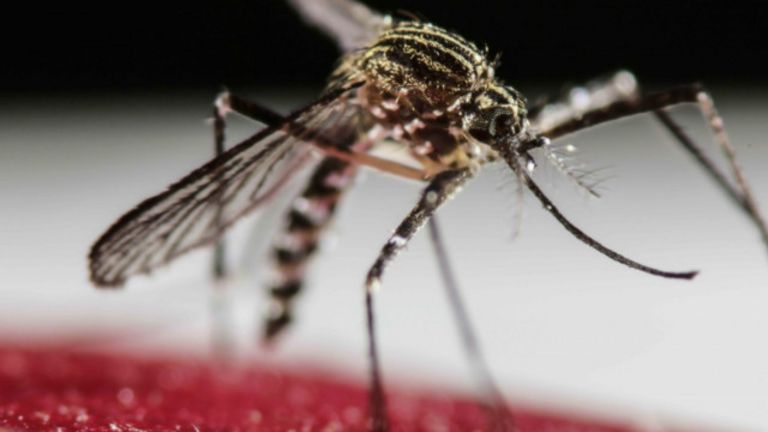 Aedes aegypti