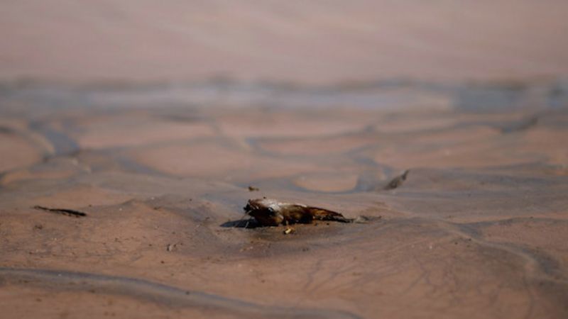 Un pez muerto en el rio Doce por el lodo que soltó el accidente minero en el estado de Minas Gerais. 
