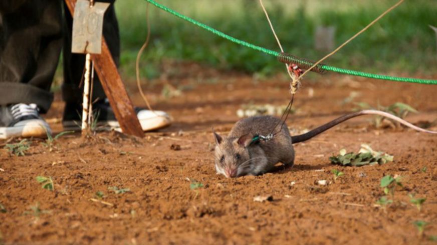 130226041317_landmines_rat_apopo_624x351_bbc_nocredit.jpg 130226041317_landmines_rat_apopo_624x351_bbc_nocredit.jpg