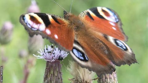 A peacock butterfly