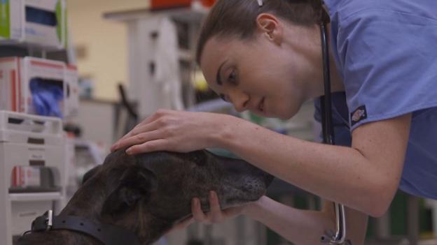 Meet Laura Muir, GB's latest track sensation training to be a vet