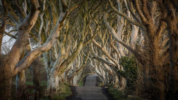 Northern Ireland Open: Golf trophy made from Dark Hedges trees felled by storm
