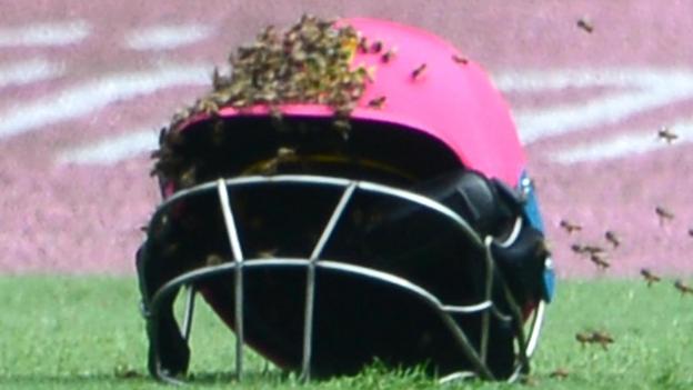 Bees stop play in SA cricket match