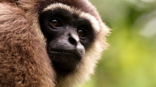 Version Gibbon Dating Agency Saves 24