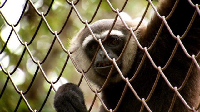 Version Gibbon Dating Agency Saves 73