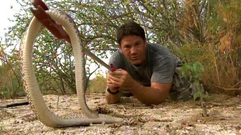 Steve Backshall handling a red diamond rattlesnake