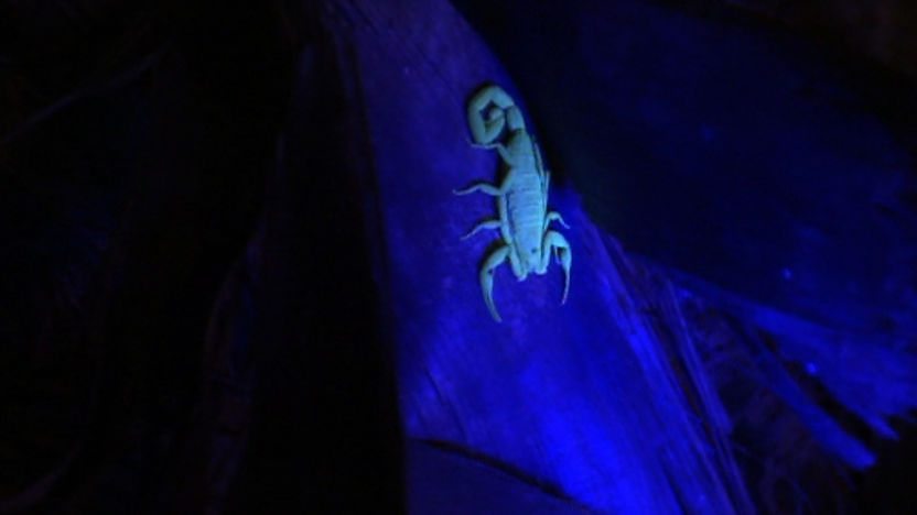 Scorpion at night in the wild