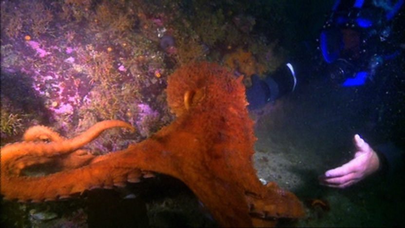 Steve Backshall underwater with a giant Pacific octopus