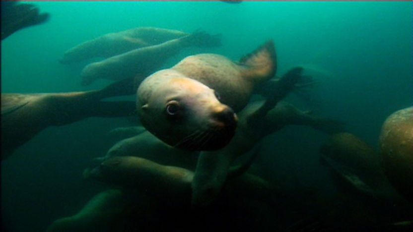 A sealion swimming through kelp