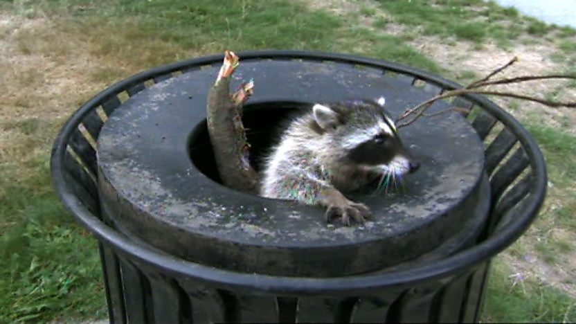 A raccoon stuck in a bin