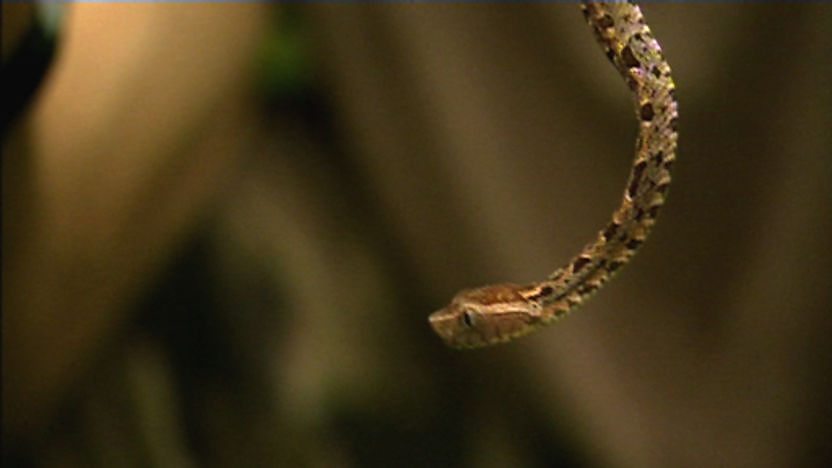 Fer-de-lance snake