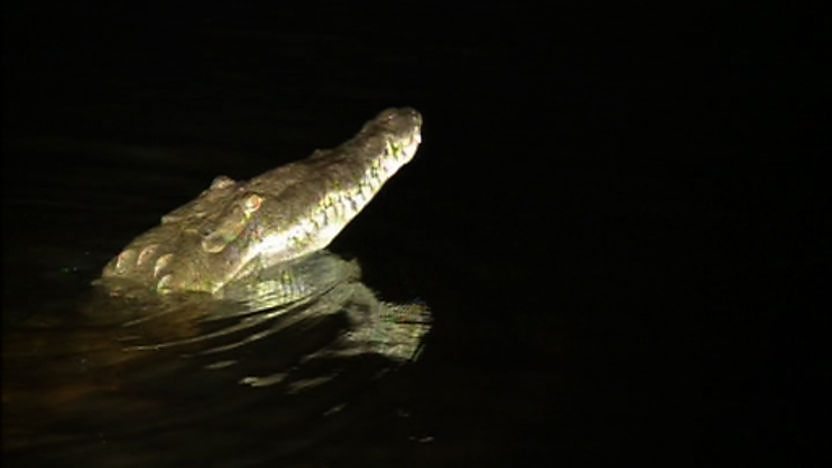 Crocodile poking its head out of the water