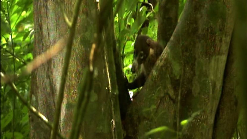 A coati in the jungle
