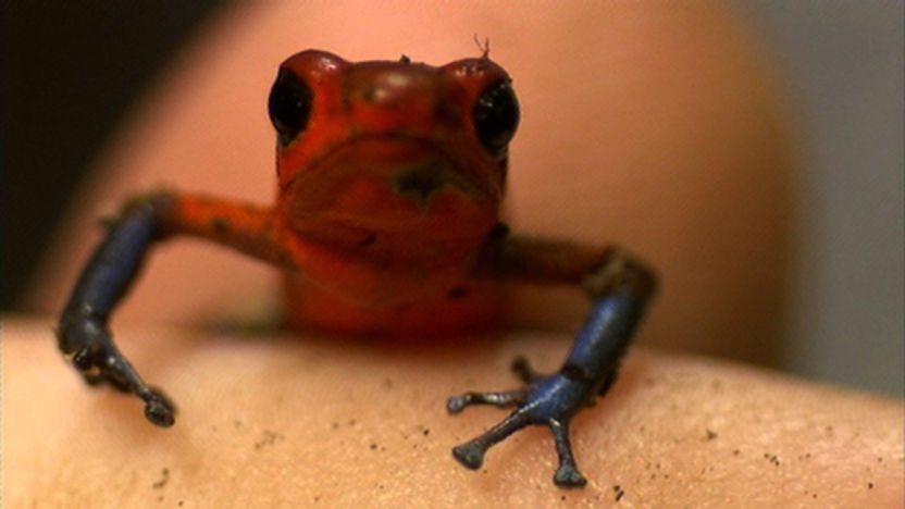 Dart frog