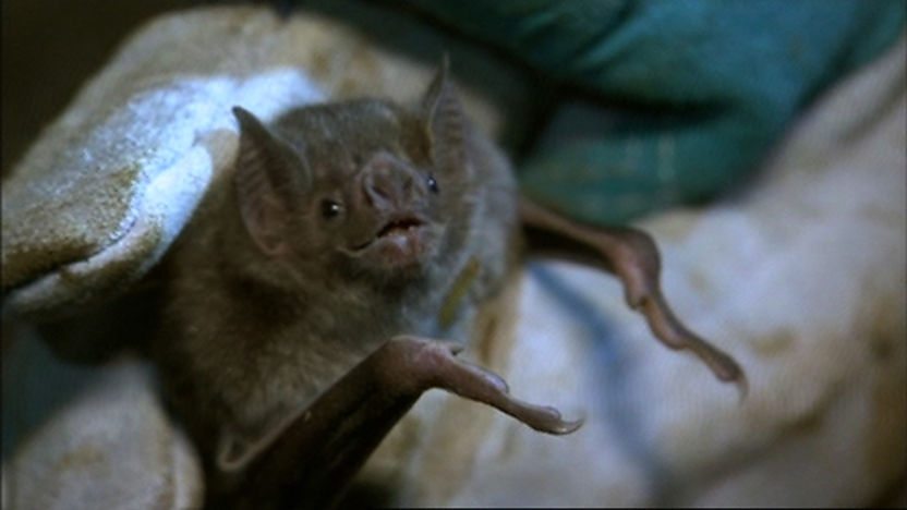 Vampire bat