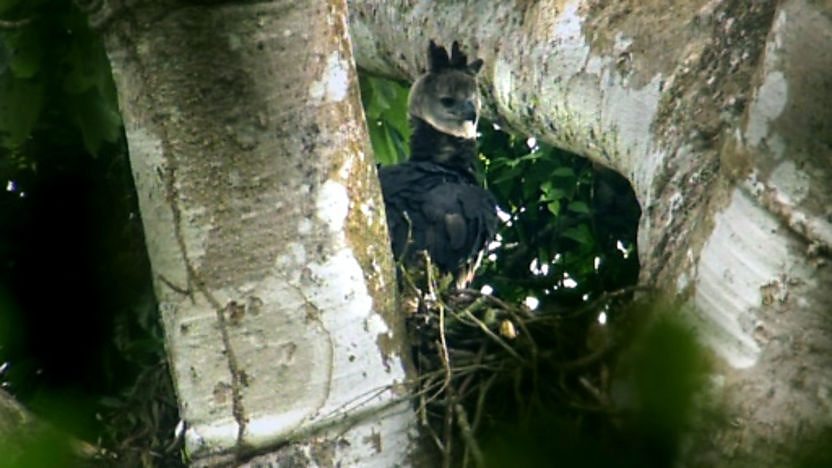Harpy eagle in a tree