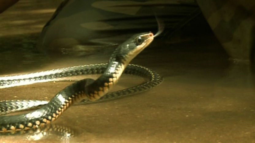 Glossy racer snake in a stream