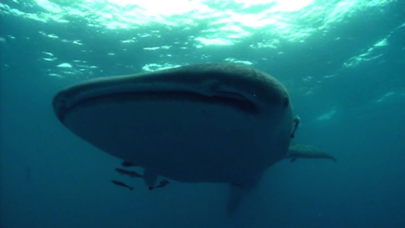 Whale shark swimmimg in the sea