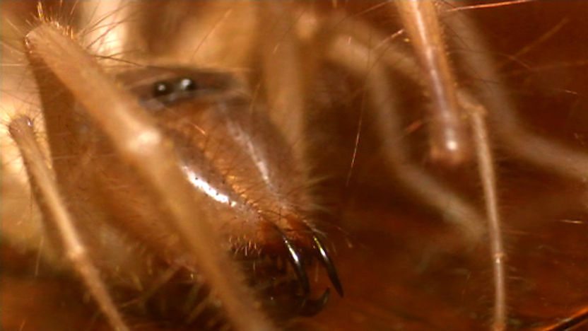 Solifugid
