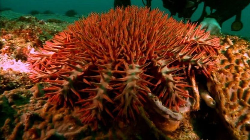 Venemous starfish at the bottom of the sea