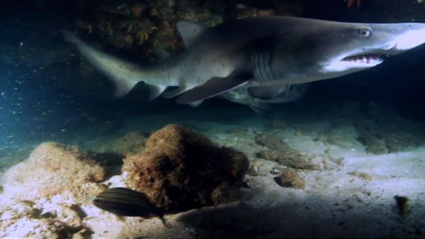 Ragged tooth shark
