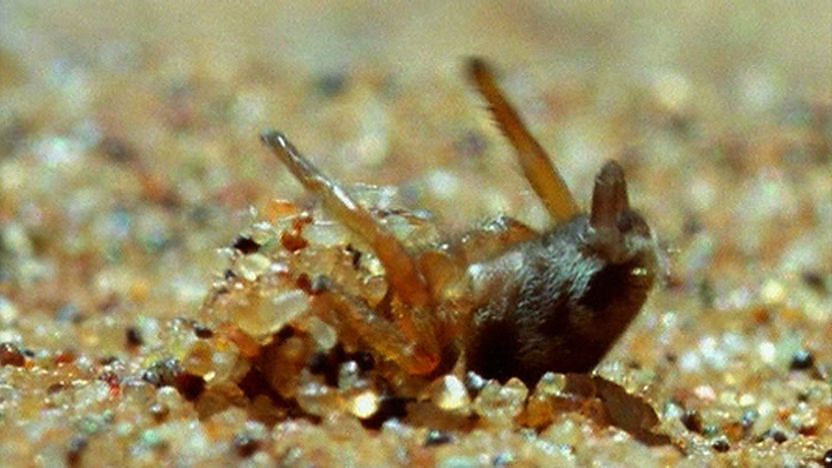 A spoor spider on the sand in the desert