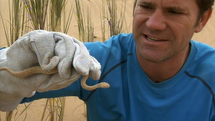 Steve Backshall holding a sidewinder snake