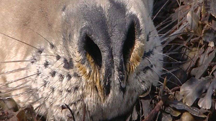 Nose of a seal