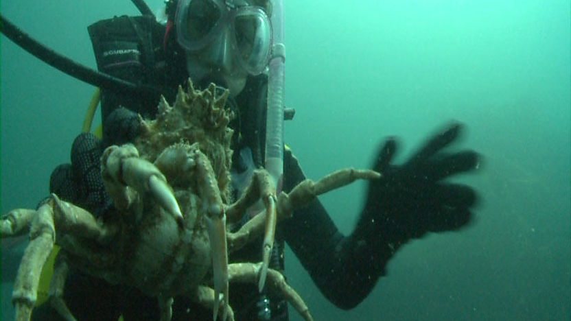 Young scuba diver underwater holding a crab