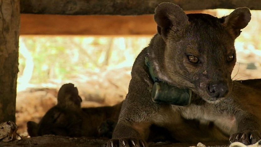 2 fossa relaxing in the shade