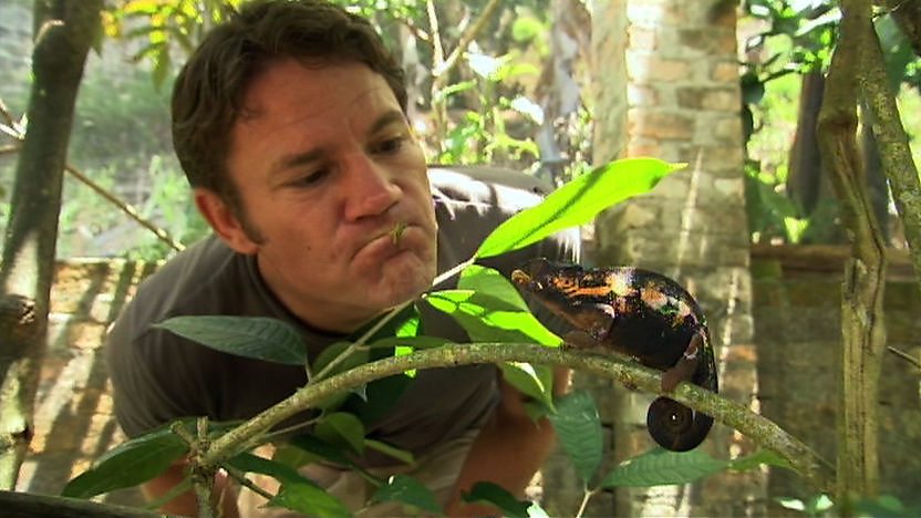 Steve Backshall looking at a chameleon