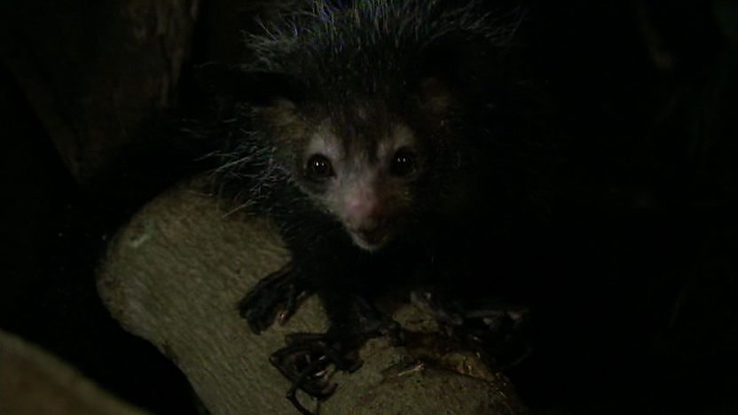 An aye-aye