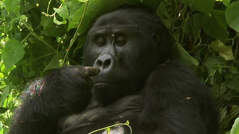 A gorilla looking at its finger