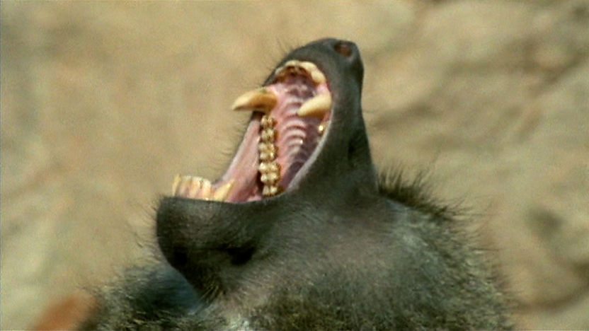 Baboon Mouth Open