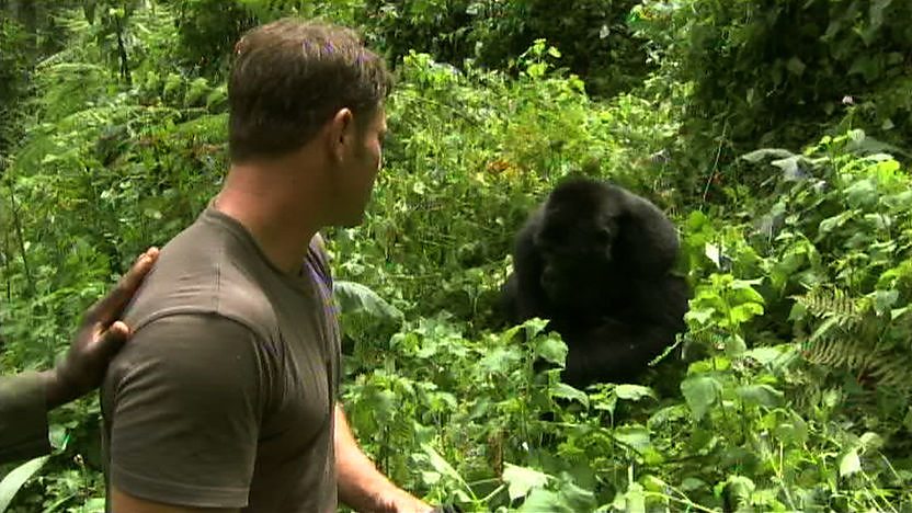 Steve Backshall looking at a gorilla