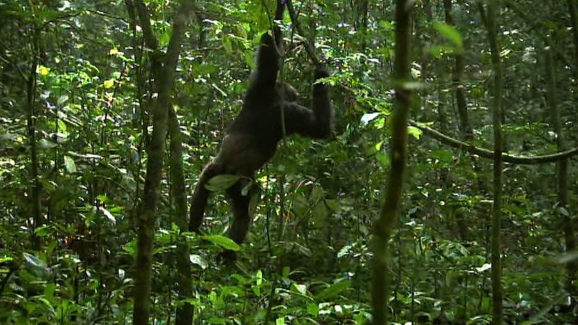 A chimpanzee climbing down from a tree