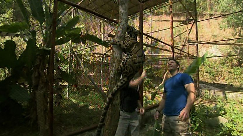 clouded leopard v human clouded leopard size compared human