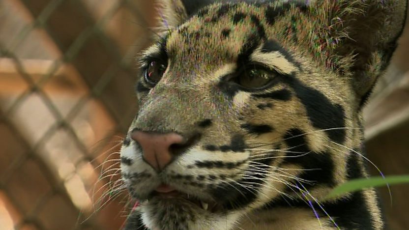 Clouded leopard