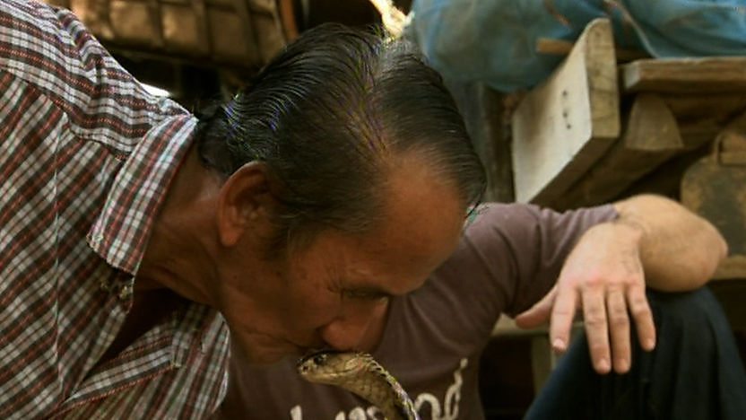 Man kissing cobra on top of its head