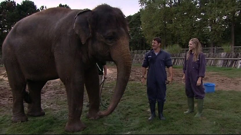 Steve Backshall and Naomi Wilkinson stood next to an elephant.