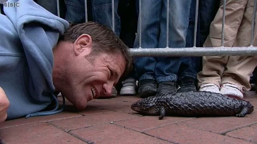 Steve Backshall looking into the eyes of a lizard