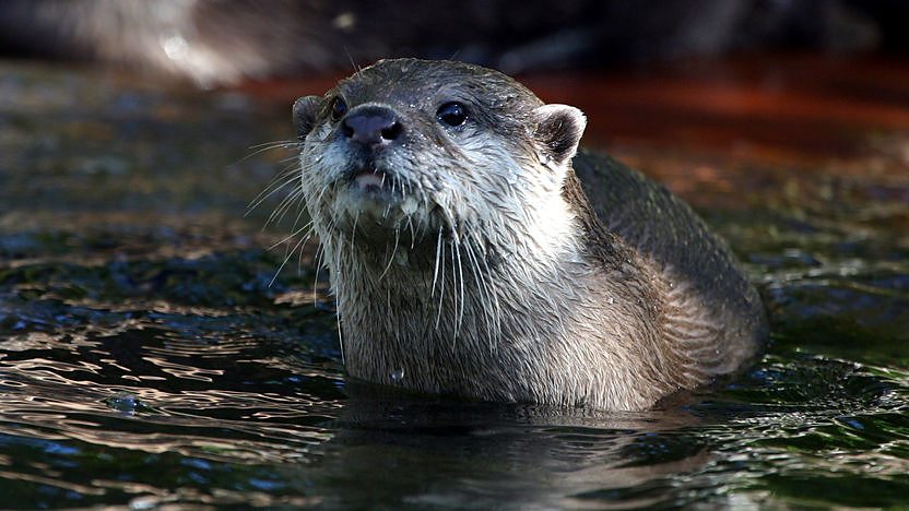 Otter in a river