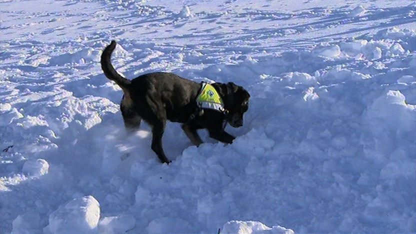 A resuce dog digging in the snow to rescue Steve Backshall
