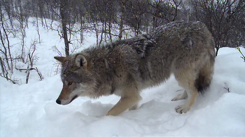 Wolf in the snow of Romania