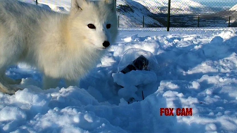 Arctic fox in Norway
