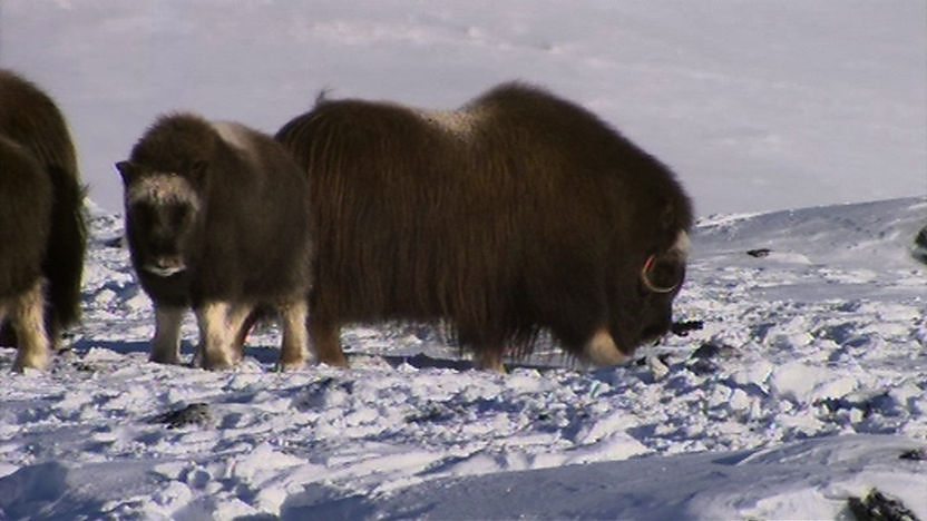 Musk oxen in Norway