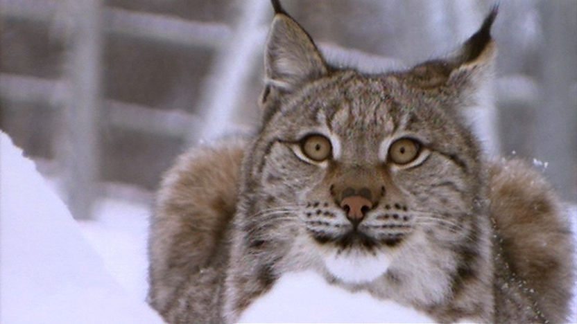 A lynx in a snow covered area