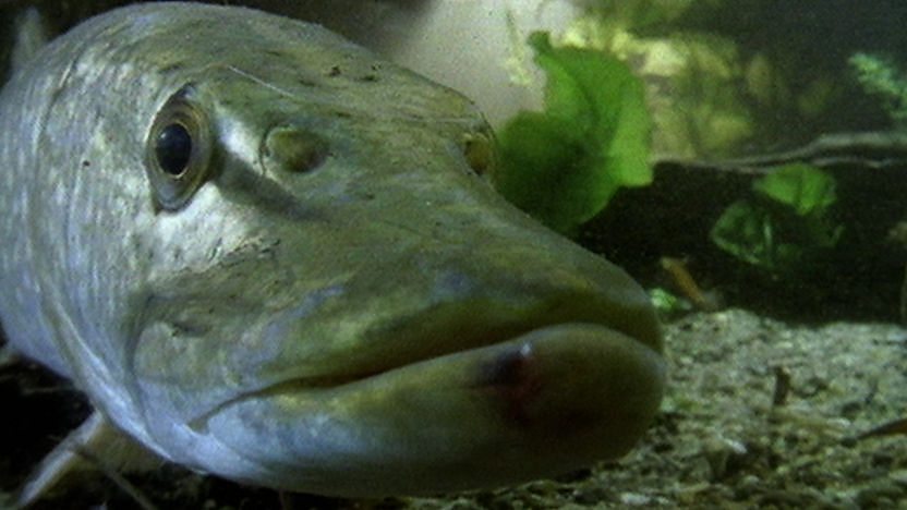 Pike underwater