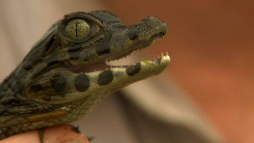 A baby caiman