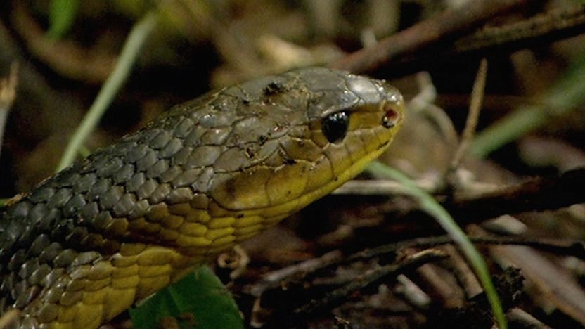 Yellow tail cribo